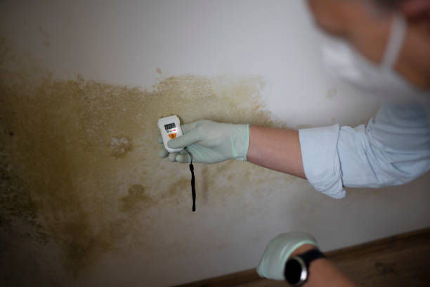 Best Insurance-Related Mold Remediation in South Gull Lake, MI